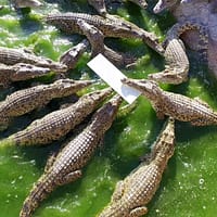 Провоз дрона на Кубу