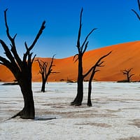 Соссусфлей дюны, Дедвлей деревья