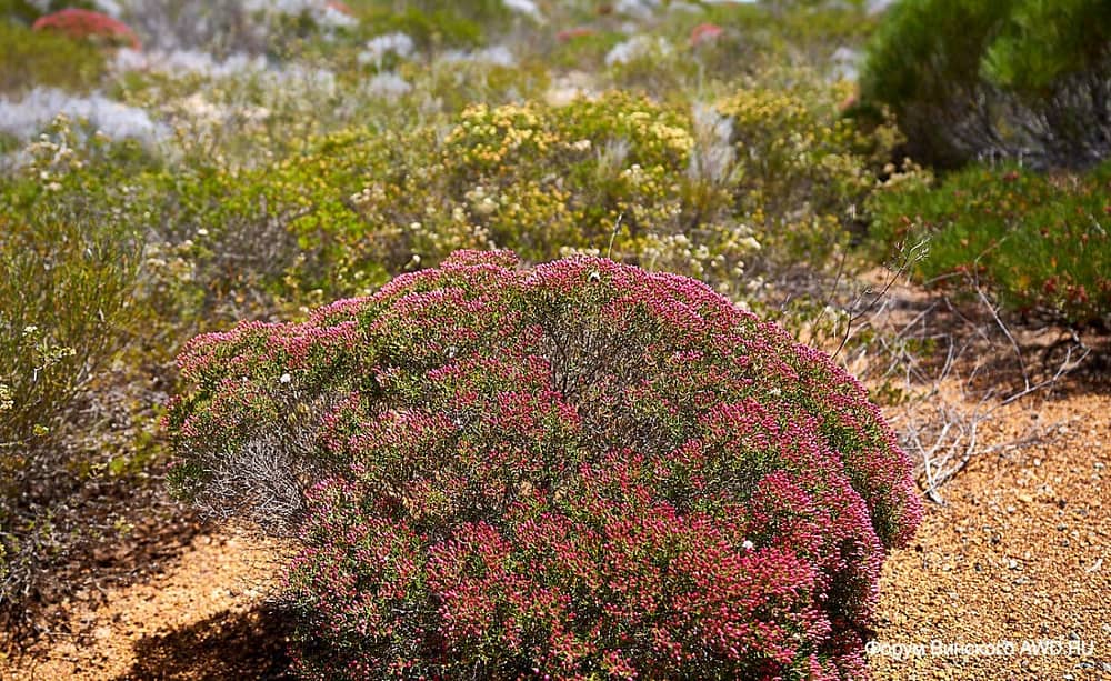 Цветы в Западной Австралии