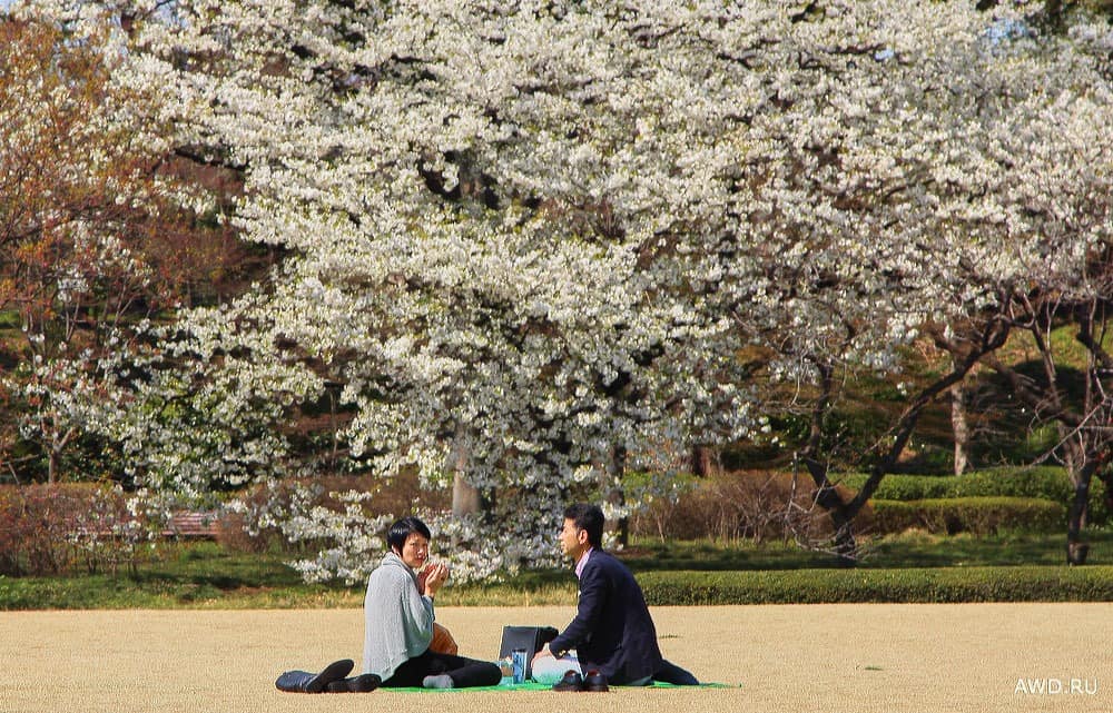 Путешествие в Японию на цветение сакуры