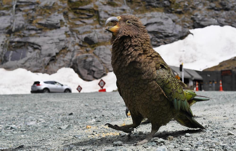 Милфорд-Саунд Новая Зеландия отзывы