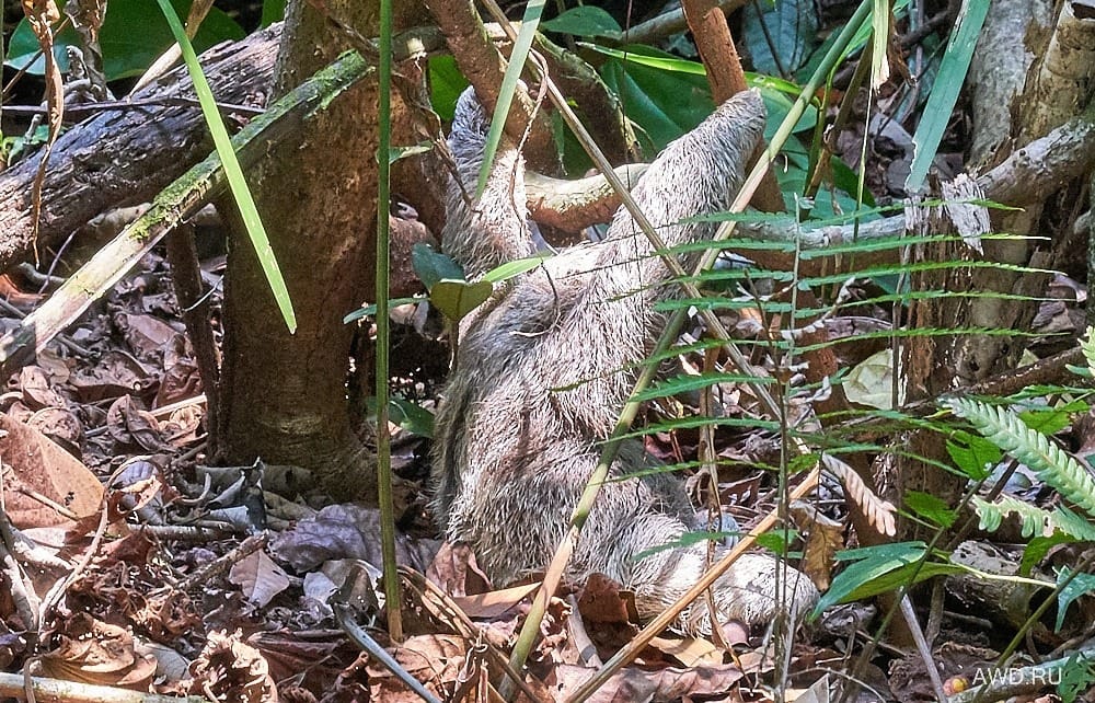 Национальный парк Мануэль Антонио