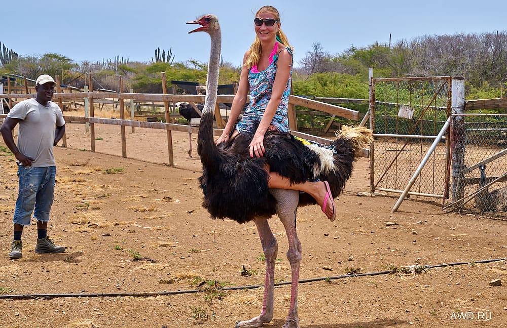 Кюрасао отдых цены