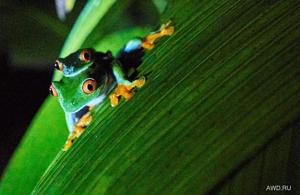 Коста-Рика самостоятельно