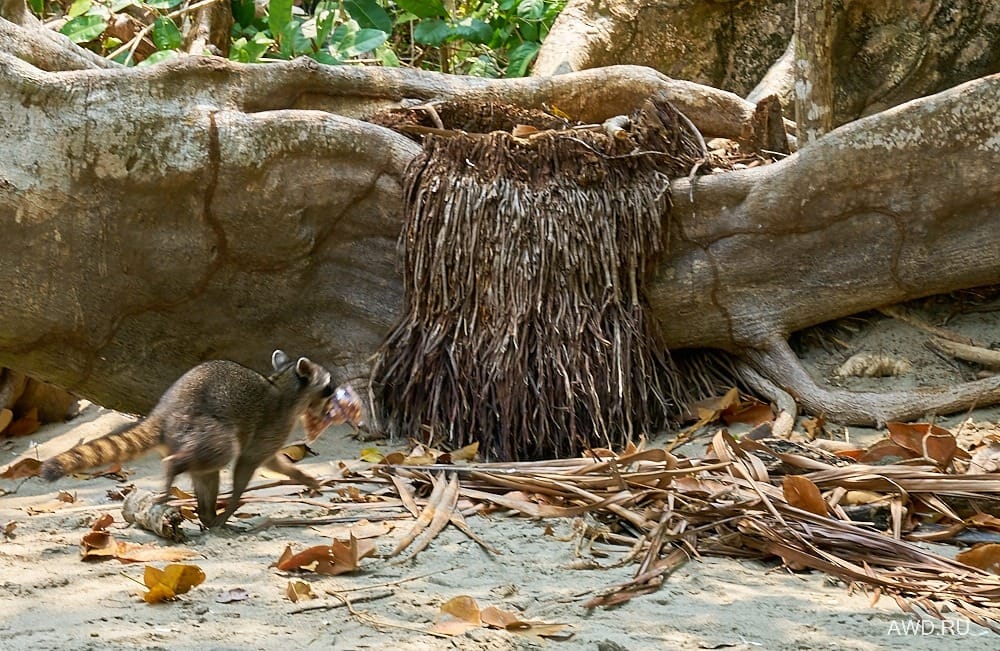 Национальный парк Мануэль Антонио