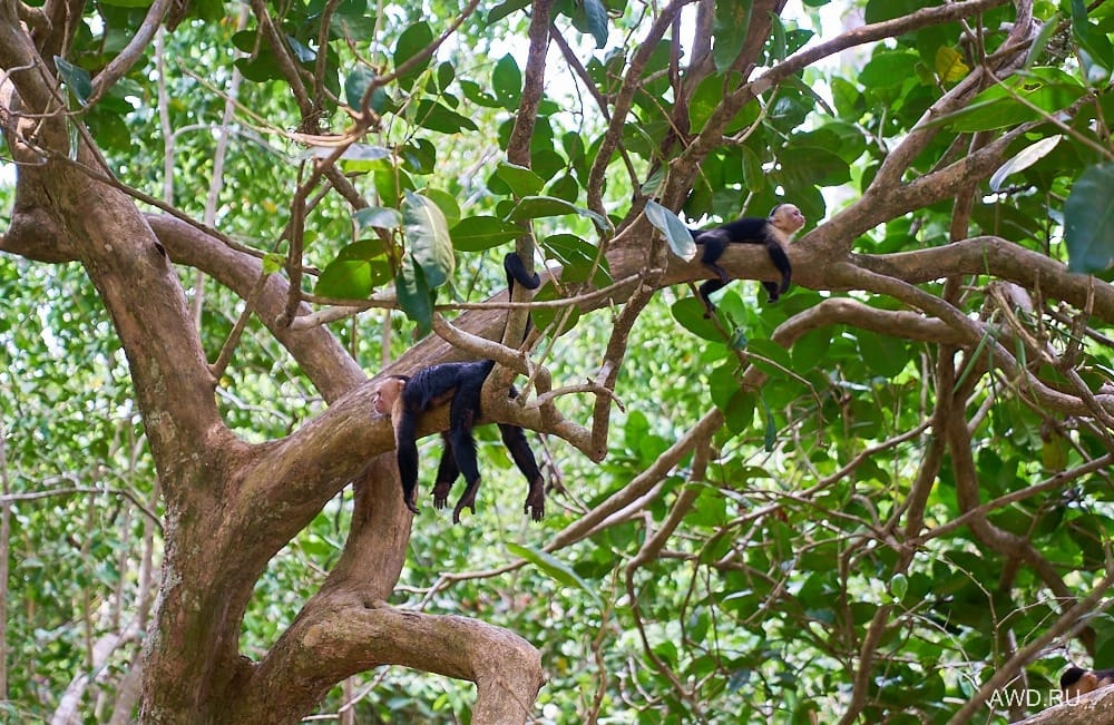Национальный парк Мануэль Антонио