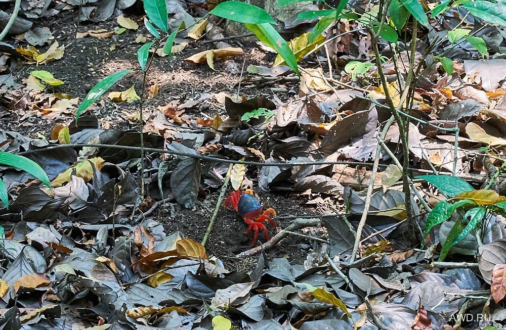 Национальный парк Мануэль Антонио
