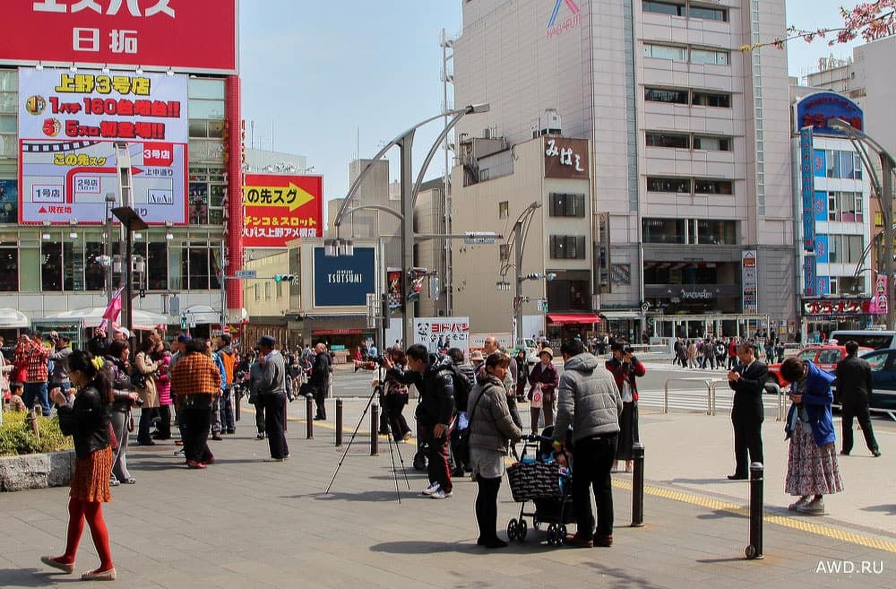 Цветение сакуры в Японии