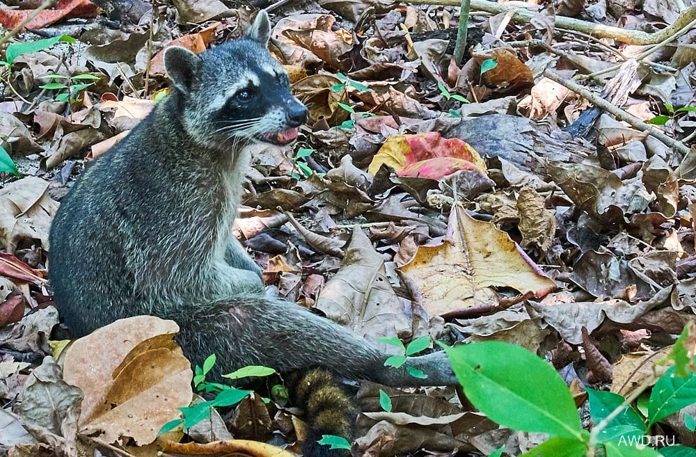 Национальный парк Мануэль Антонио