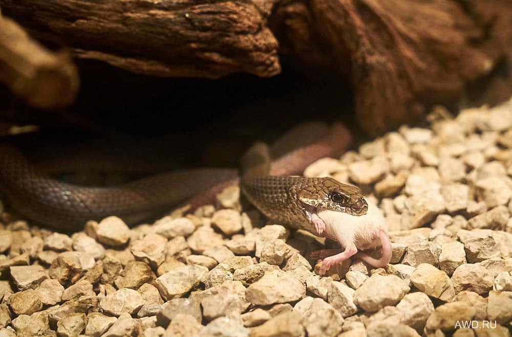 Коста-Рика самостоятельно