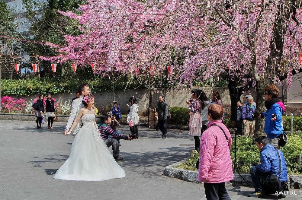 Цветение сакуры в Японии