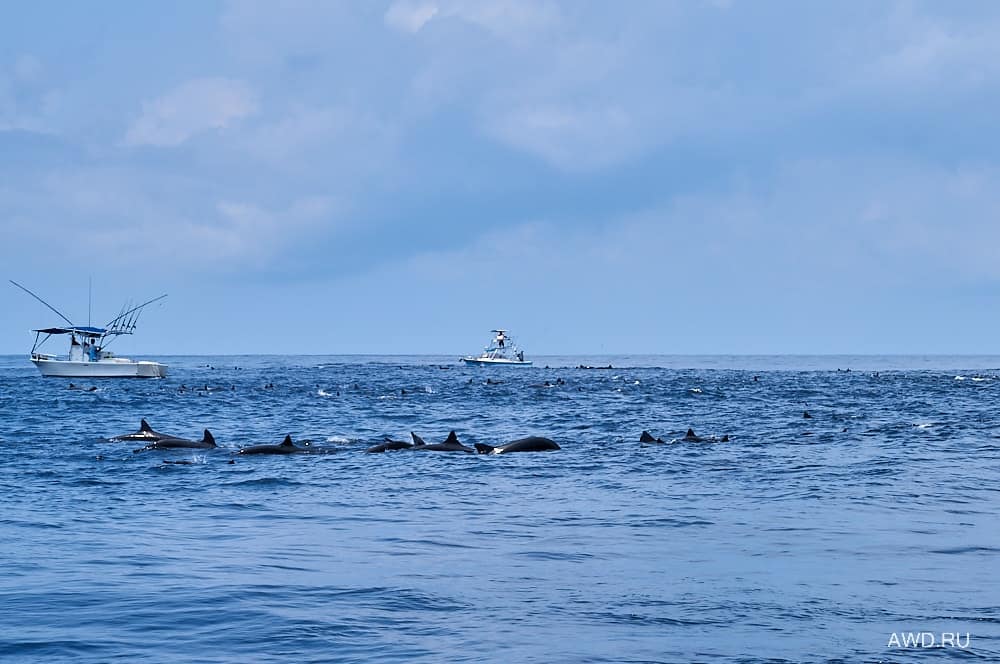 Рыбалка в Коста-Рике