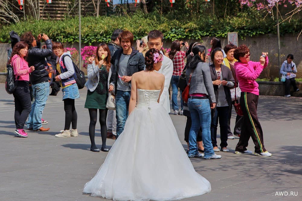 Цветение сакуры в Японии