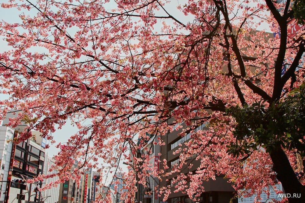 Цветение сакуры в Японии