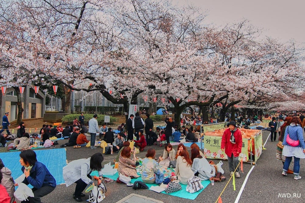 Цветение сакуры в Токио