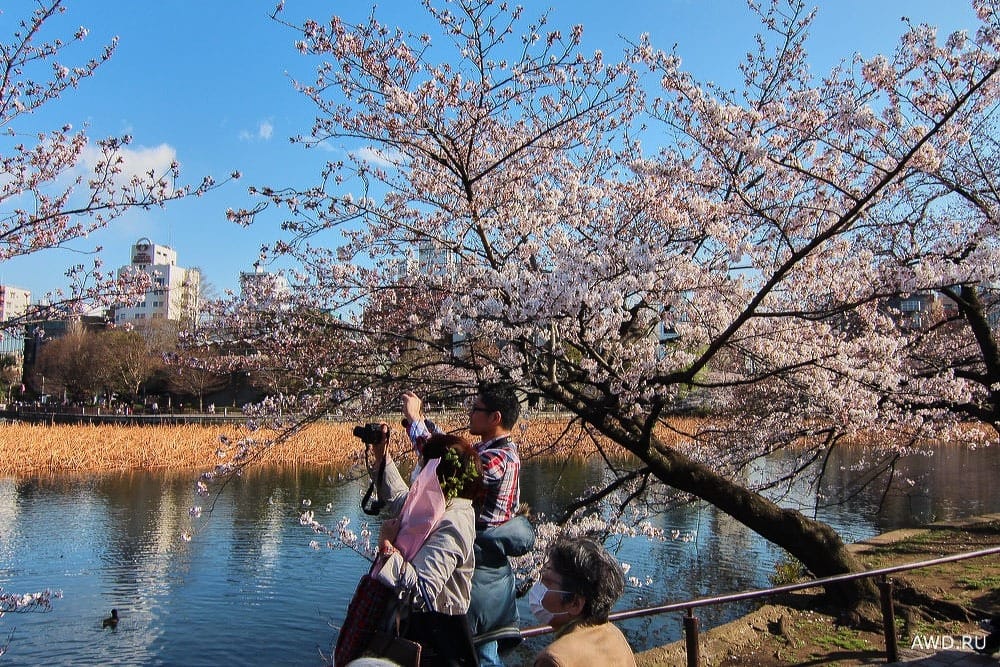 Цветение сакуры в Японии