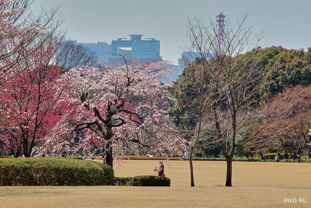Цветение сакуры в Японии