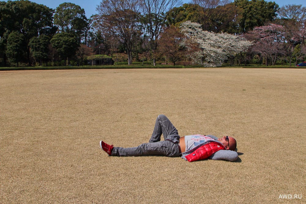 Путешествие в Японию на цветение сакуры