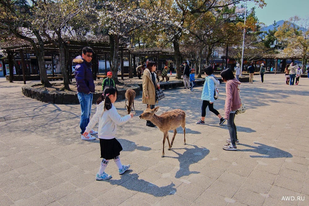 Остров Миядзима что посмотреть