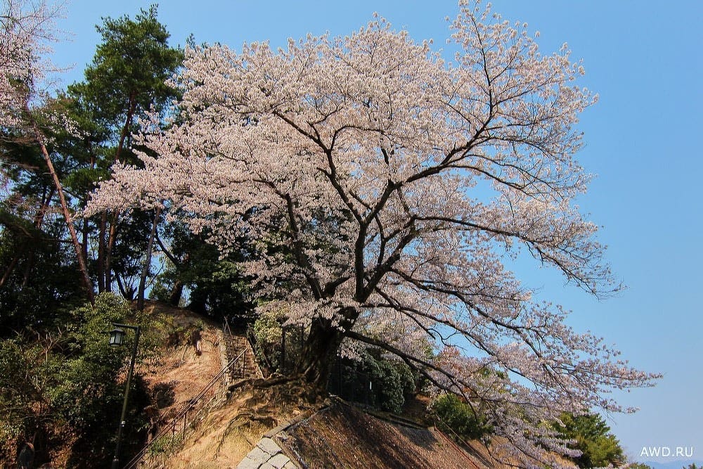 Остров Миядзима