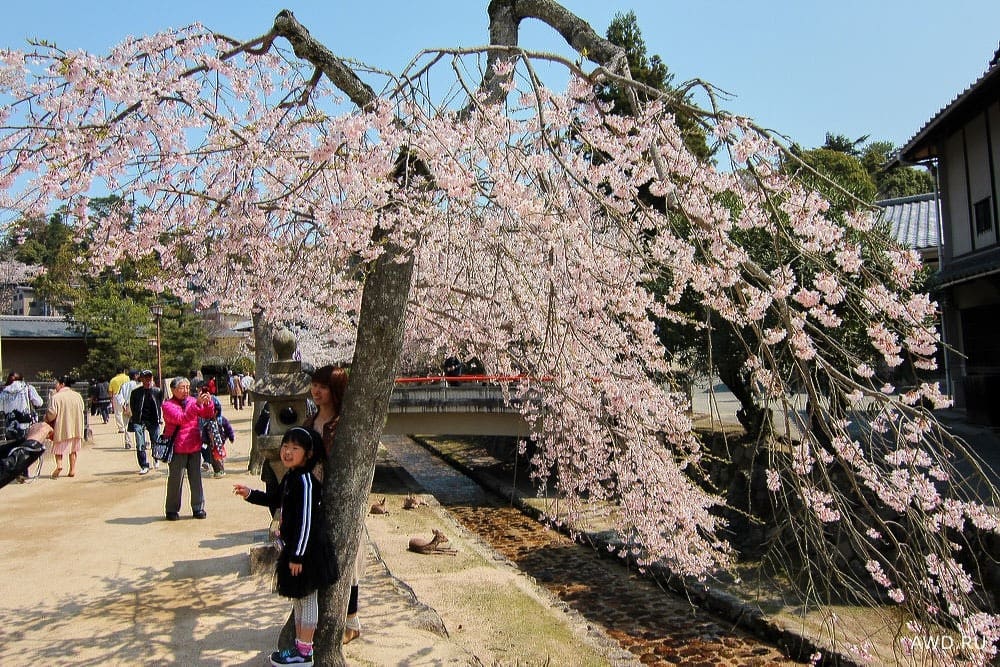 Остров Миядзима что посмотреть