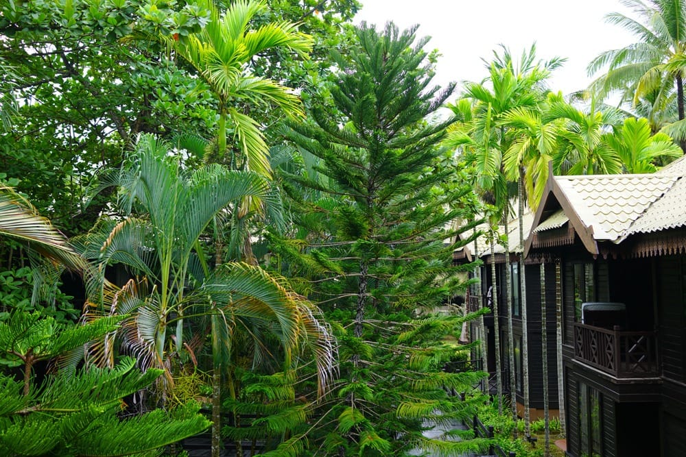 Остров Реданг отзыв