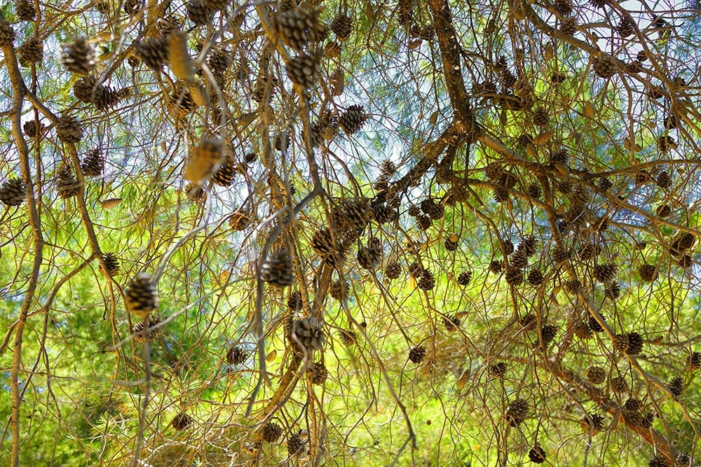 Халкидики: Ситония или Кассандра