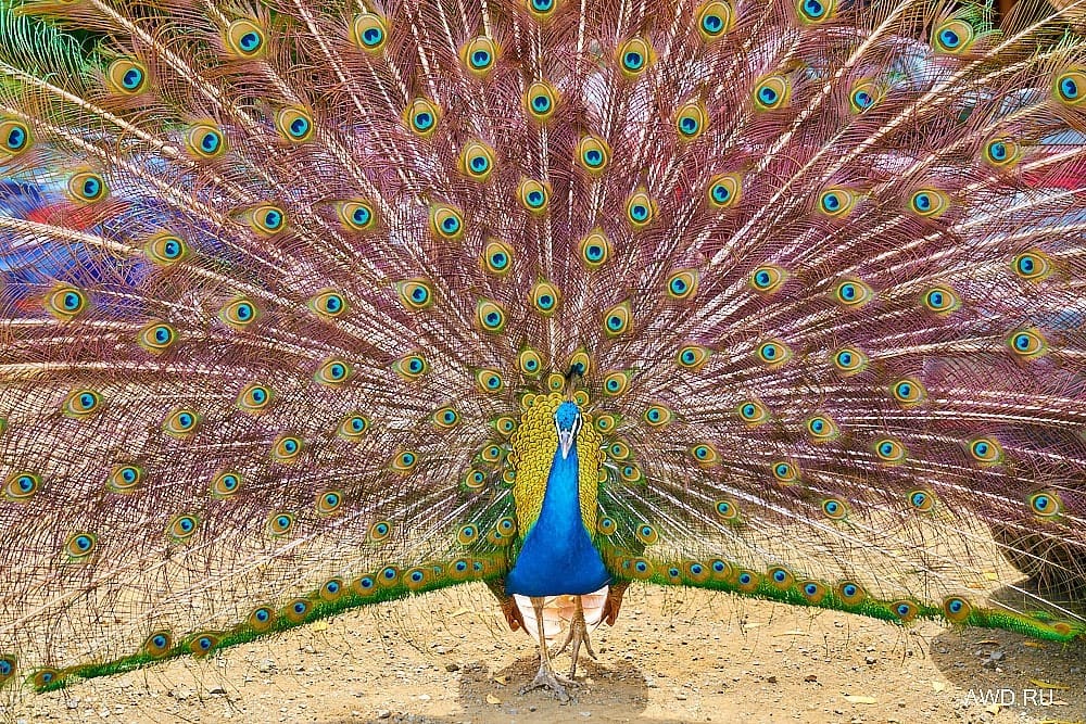 Кюрасао отдых цены