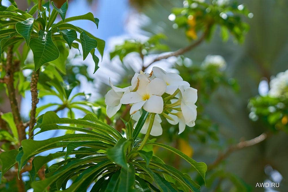 Тайланд или Карибы