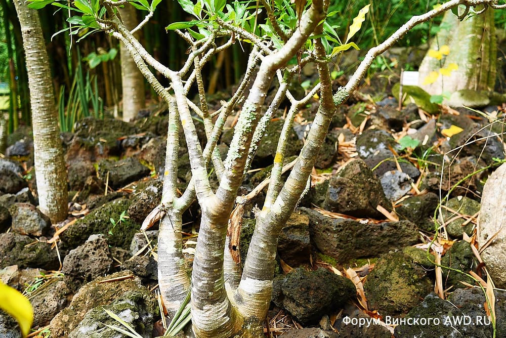 Парк лемуров на острове Нуси-Бе