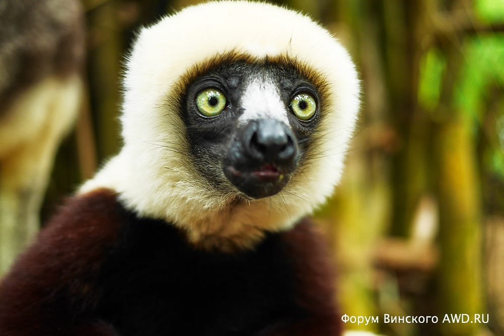 Парк лемуров на острове Нуси-Бе