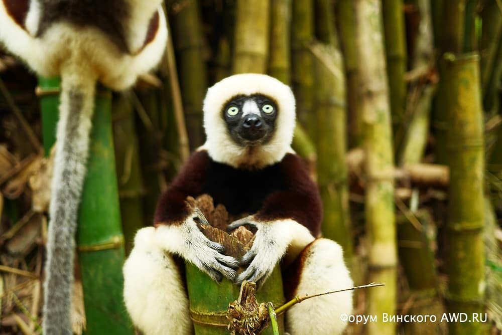 Парк лемуров на острове Нуси-Бе