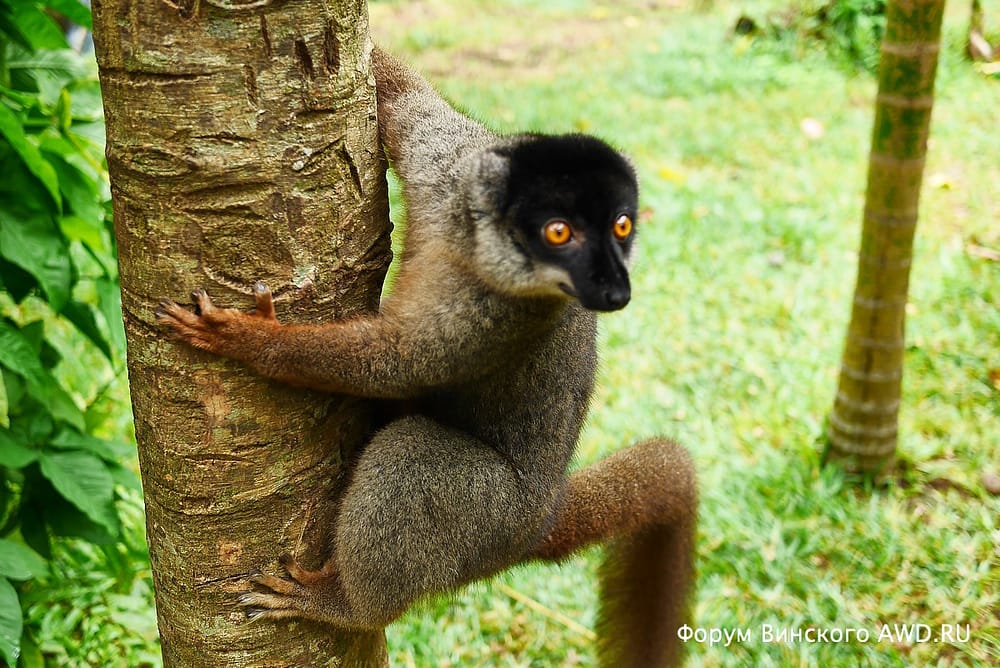 Парк лемуров на острове Нуси-Бе