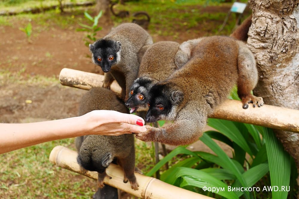 Парк лемуров на острове Нуси-Бе