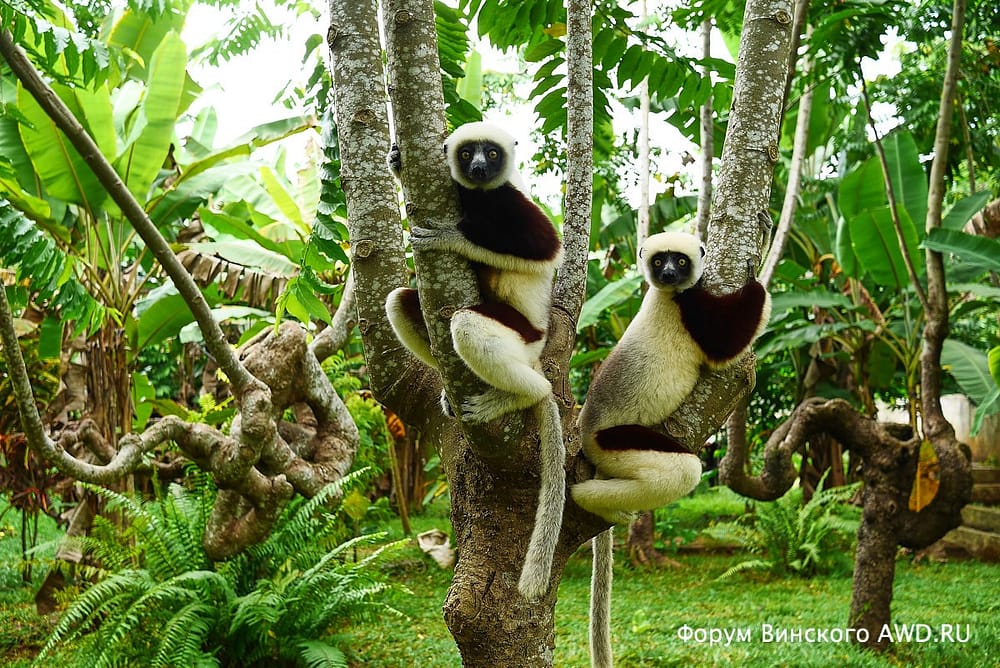 Парк лемуров на острове Нуси-Бе