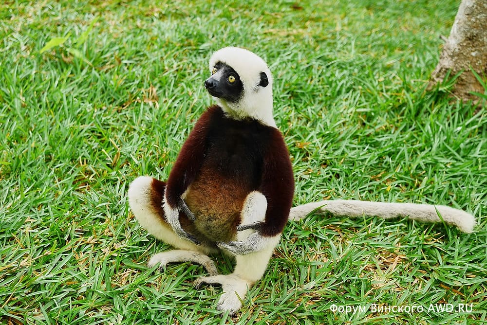 Парк лемуров на острове Нуси-Бе