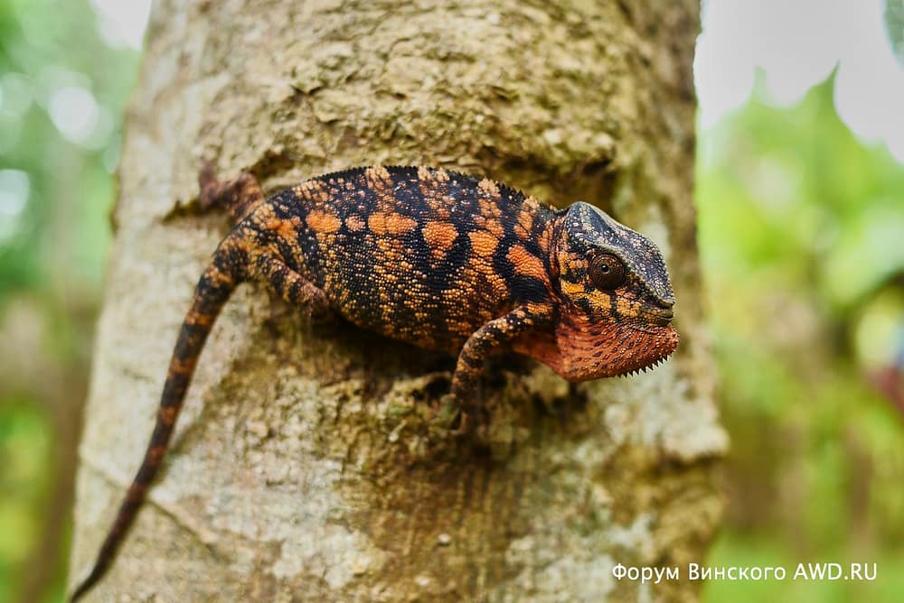 Парк лемуров на острове Нуси-Бе