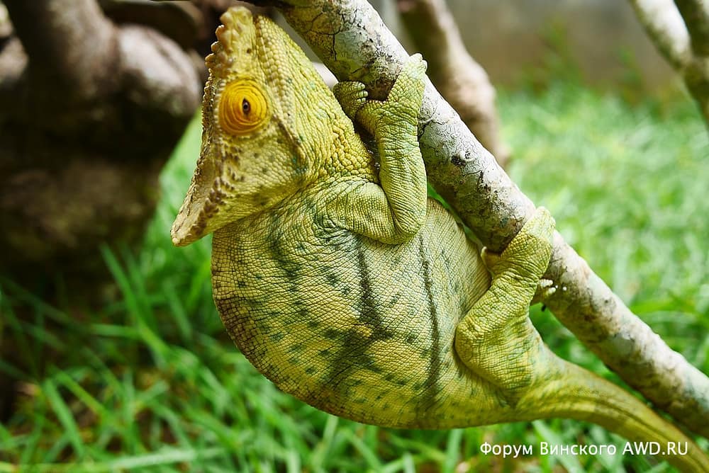 Парк лемуров на острове Нуси-Бе