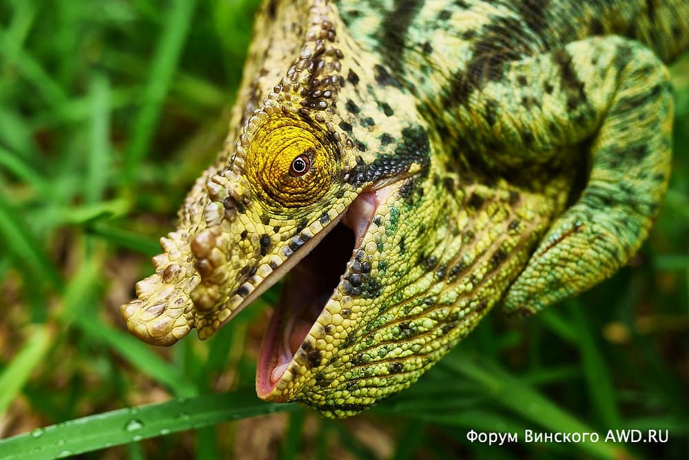 Парк лемуров на острове Нуси-Бе