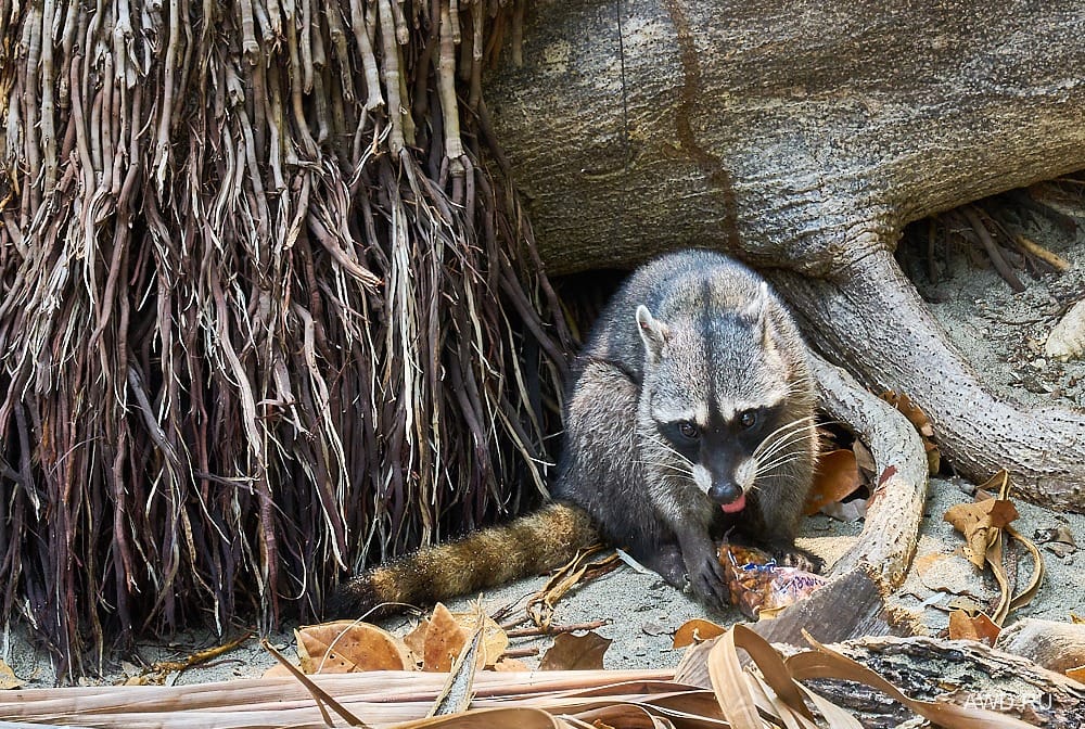 Национальный парк Мануэль Антонио