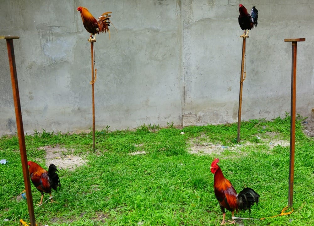 Порт Бартон (Филиппины) 2017 отзыв