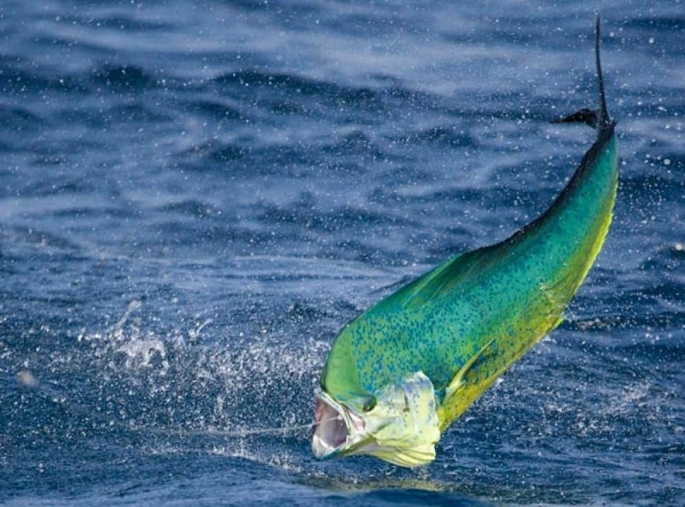 Рыбалка в Коста-Рике