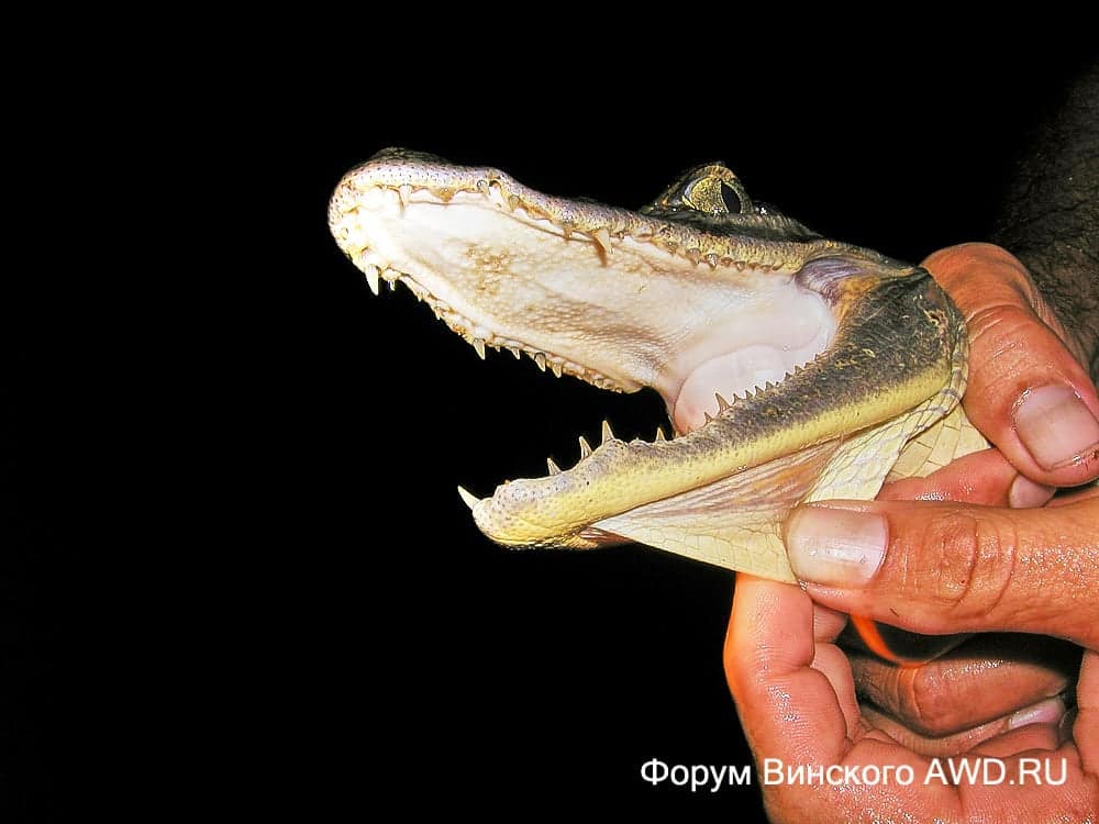 Путешествие по Амазонке в Бразилии