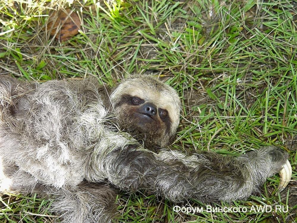 Путешествие по Амазонке в Бразилии