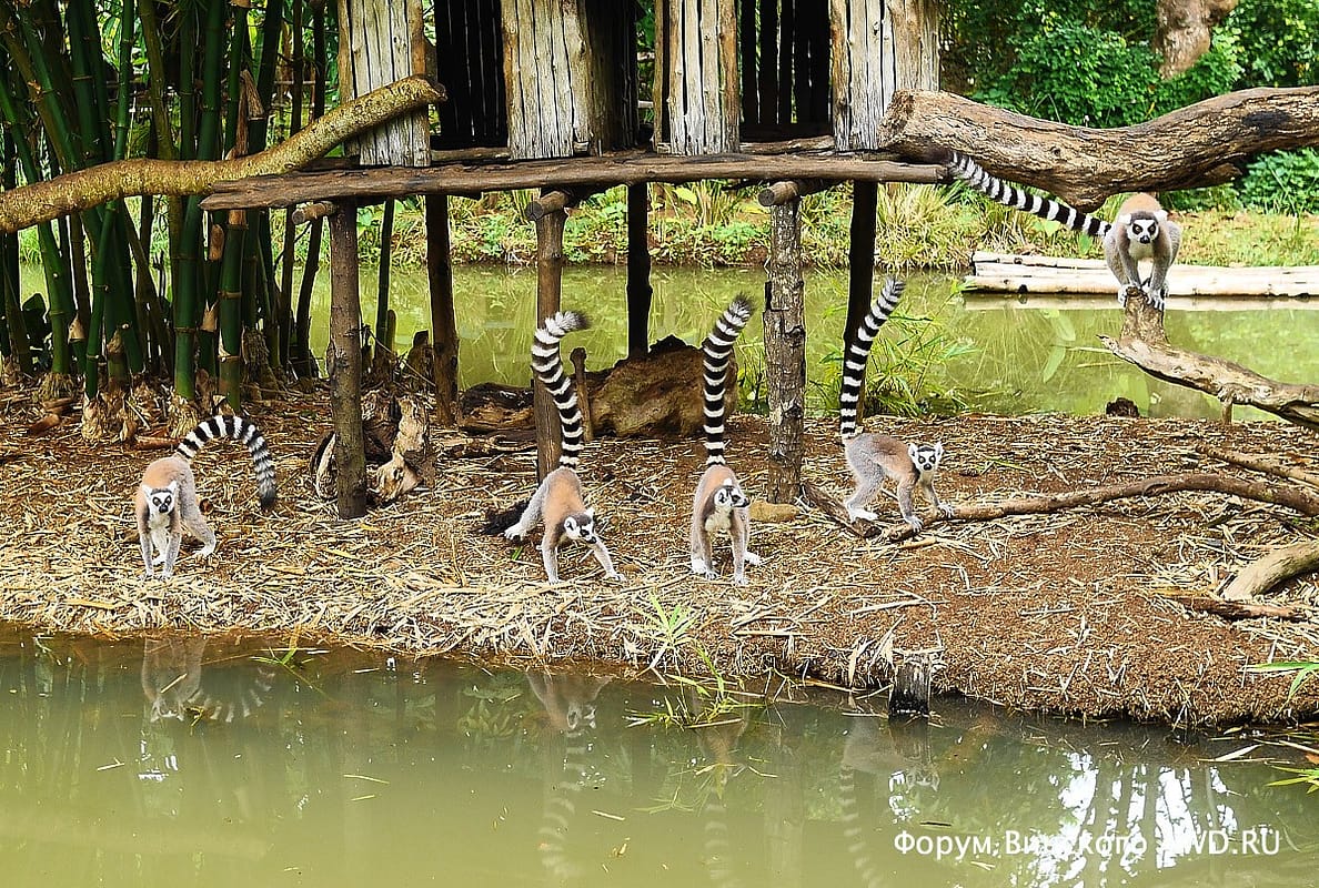 Парк лемуров на острове Нуси-Бе