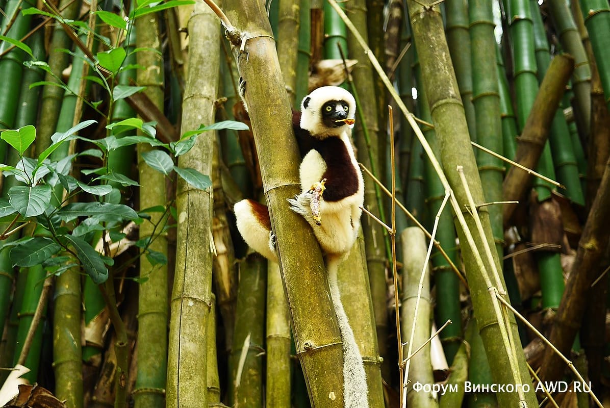 Парк лемуров на острове Нуси-Бе