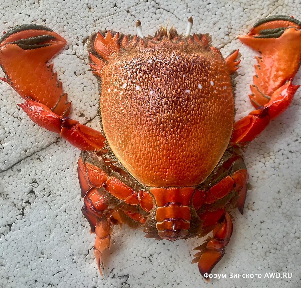 Красные крабы на Пхукете