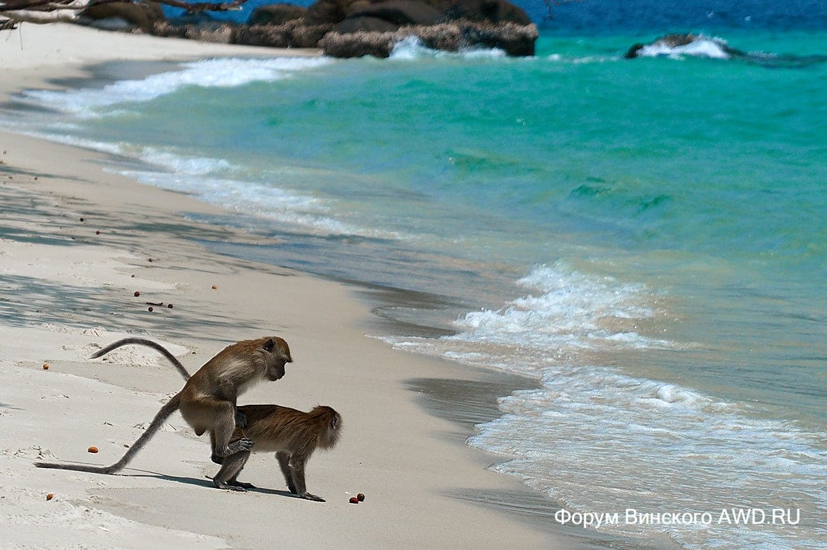 Пляж Манки-Бич (Monkey Beach)