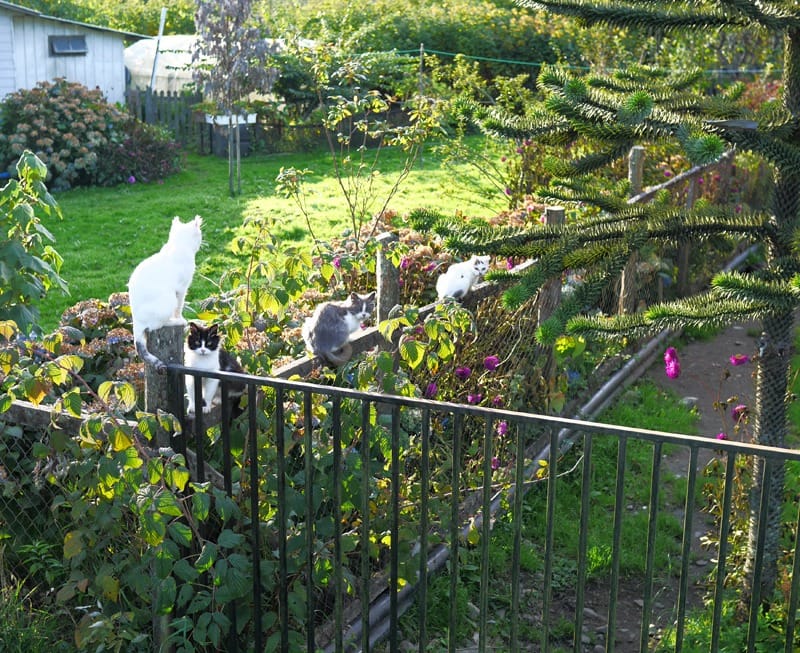 Патагония Чили: Пуюгуапи, парк Кеулат и висящий ледник