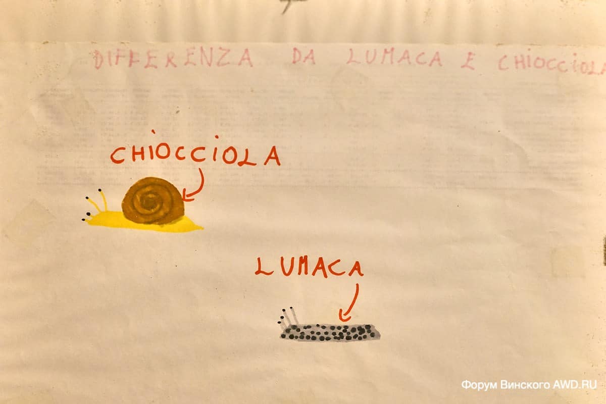 Улитки в Кераско. Пьемонт Италия